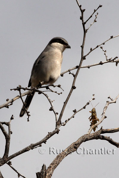 Loggerhead Shrike © Russ Chantler